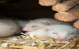 Ferret rodents for sale: Male ferrets born may 25 - Image 12