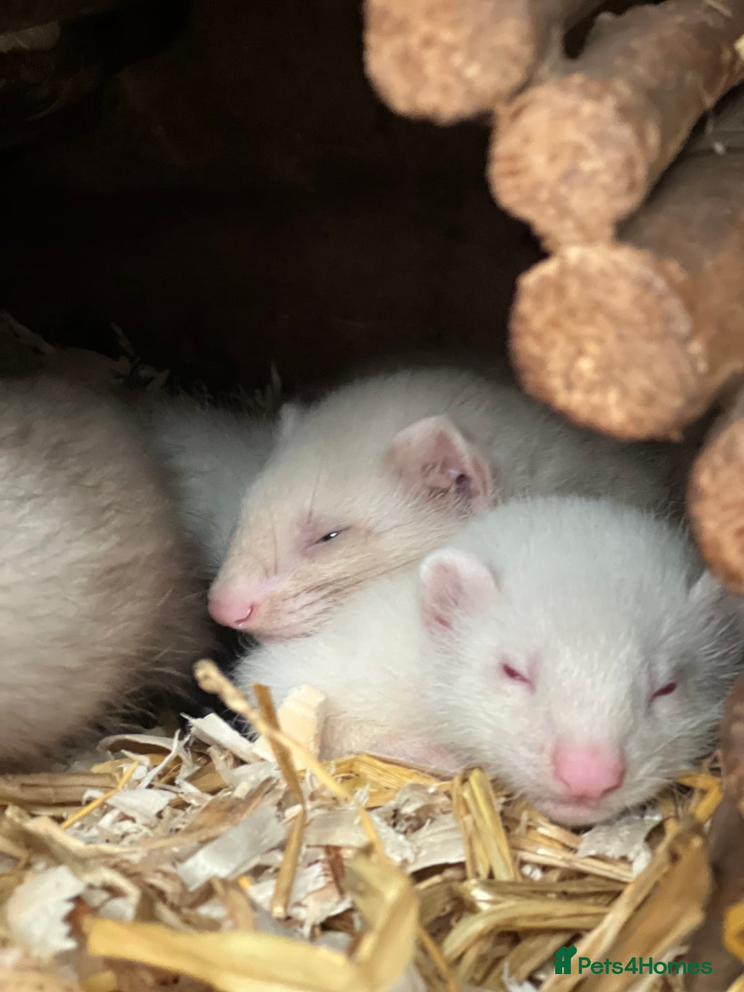 Ferret rodents for sale: Male ferrets born may 25 - Image 12