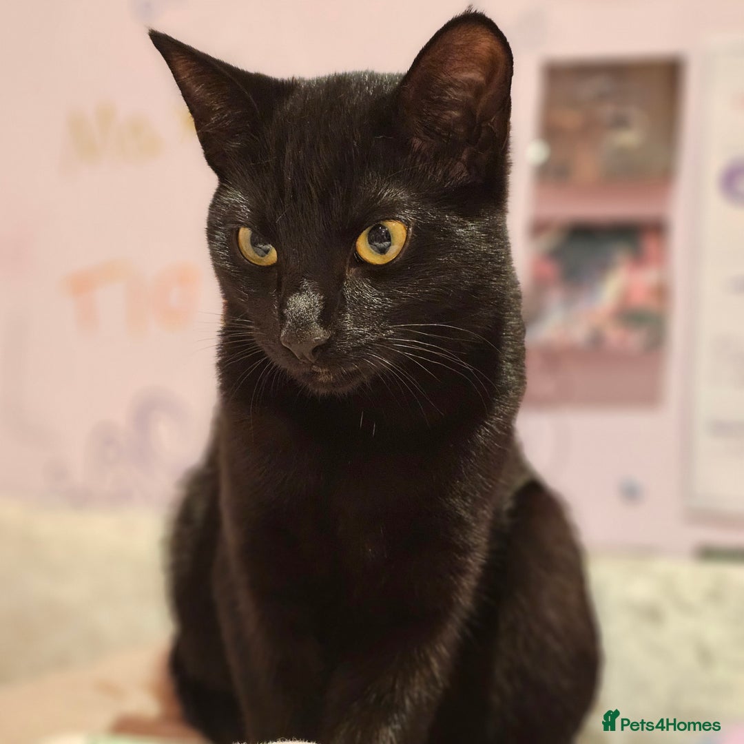 Bombay cats for sale: Bombay and ginger - Image 4