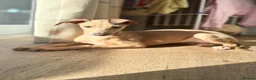 Italian Greyhound dogs for sale: Italian greyhound Fawn Puppy  - Advert 2