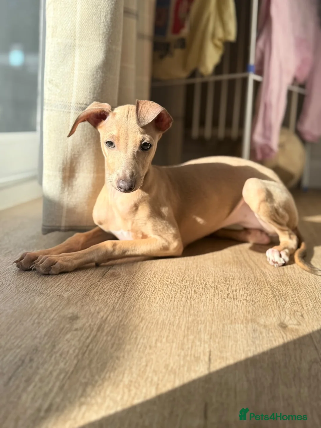 Italian Greyhound dogs for sale: Italian greyhound Fawn Puppy  - Advert 2