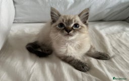 Ragdoll cats for sale: Male ragdoll kitten ASAP! - Image 5