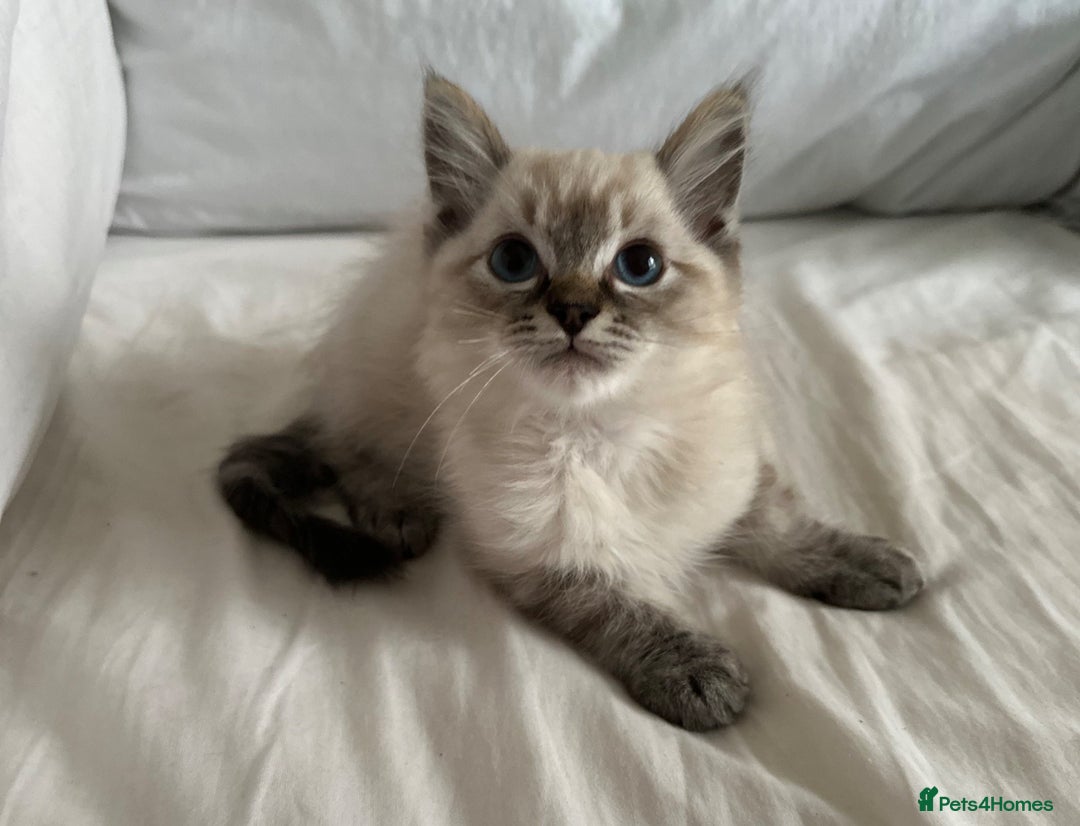 Ragdoll cats for sale: Male ragdoll kitten ASAP! - Image 5