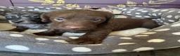 Doxiepoo dogs for sale: Doxipoo puppies, dna health tested parents.  - Advert 8