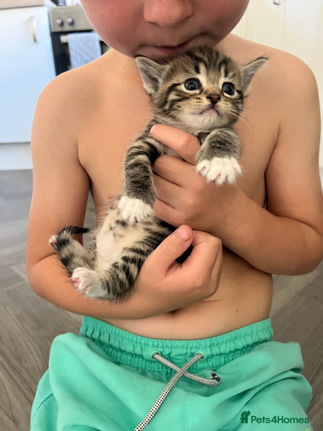 Mixed Breed cats for sale: 5 half Norwegian Forrest cats  - Image 7