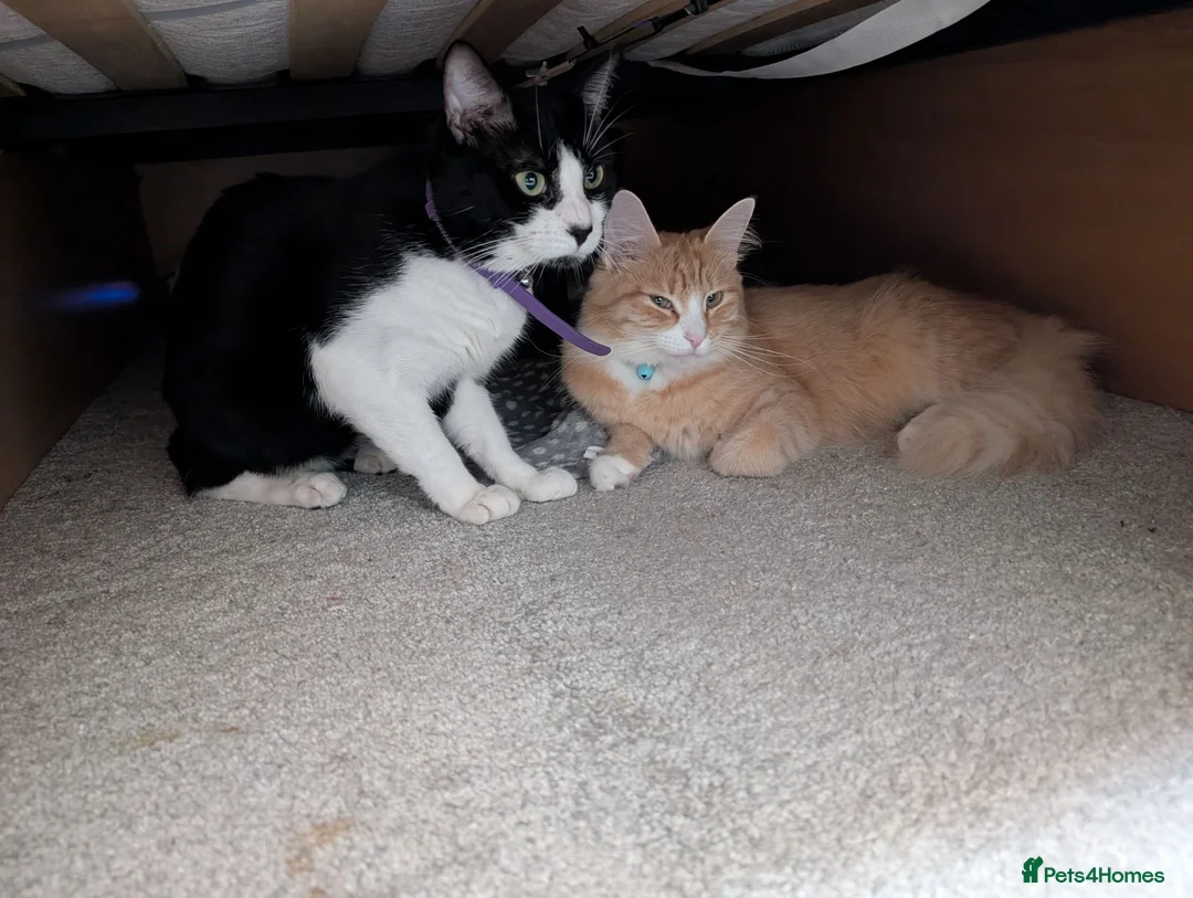 Mixed Breed cats for sale: 1 Maine Coon mix boy remaining  - Advert 14