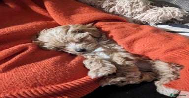 Maltipoo dogs - Advert 1
