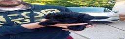 Mixed Breed dogs for sale: Borderpoo puppies in Woodbridge - Advert 20