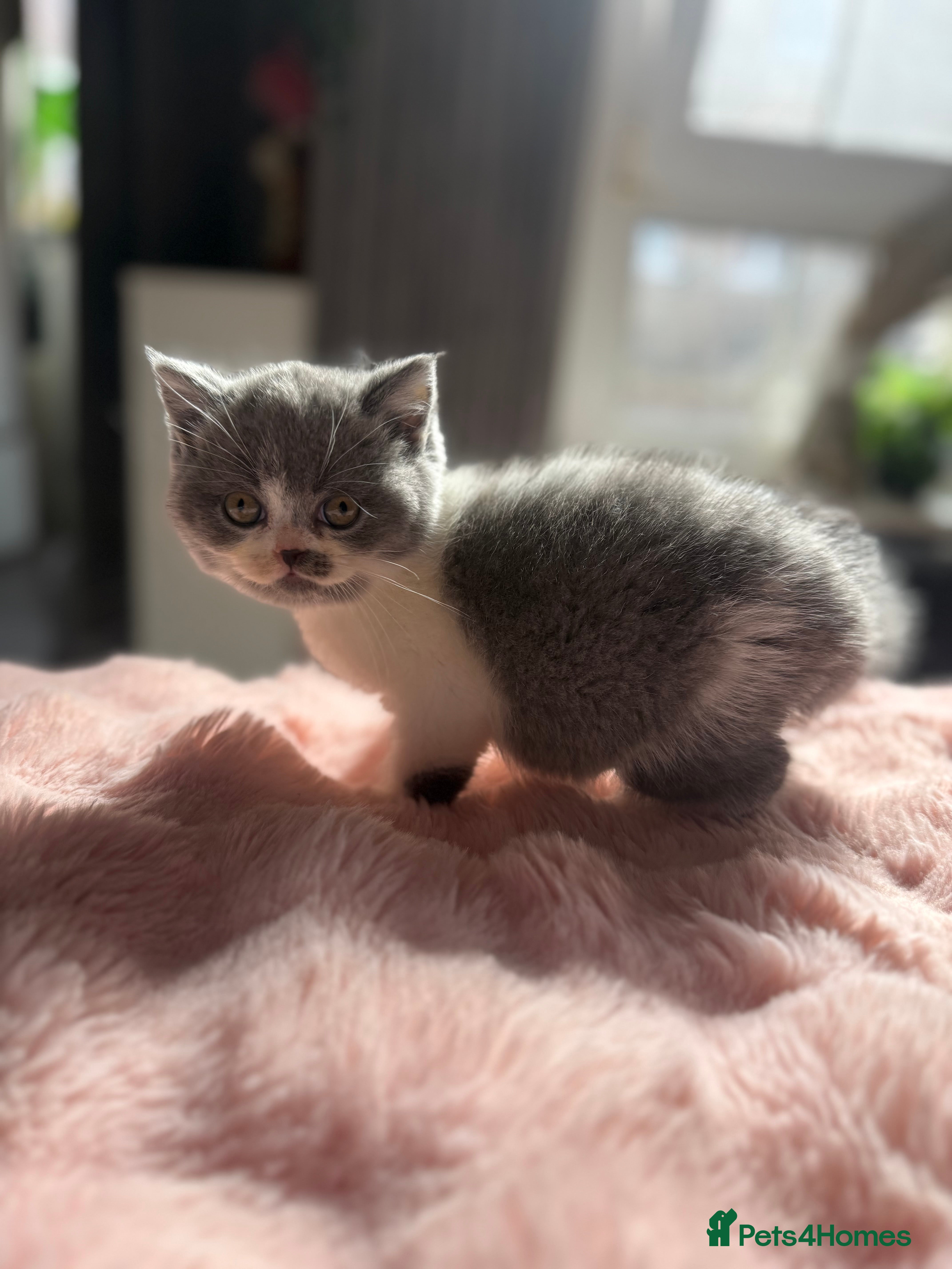 British Shorthair cats Pure British Shorthair outstanding quality 😻🥇🏆 - Advert 2