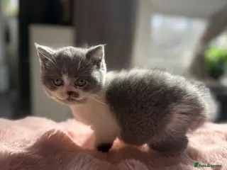 British Shorthair cats Pure British Shorthair outstanding quality 😻🥇🏆 - Advert 2