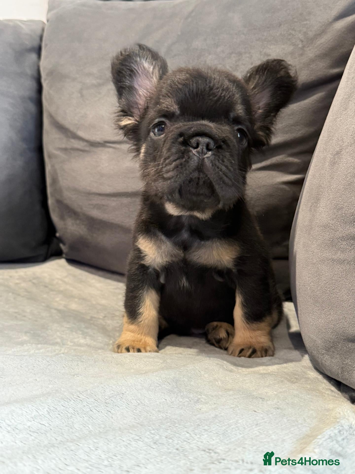 French Bulldog dogs French bulldog puppies - Advert 13