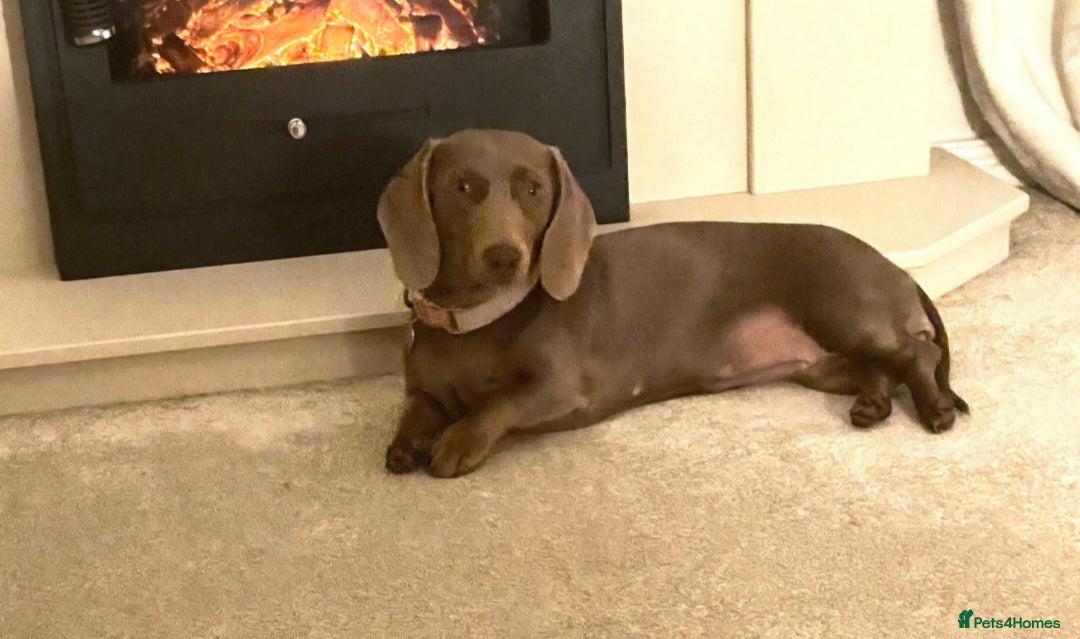 Miniature Dachshund dogs for sale: Miniature shorthaired Dachshund - Advert 2