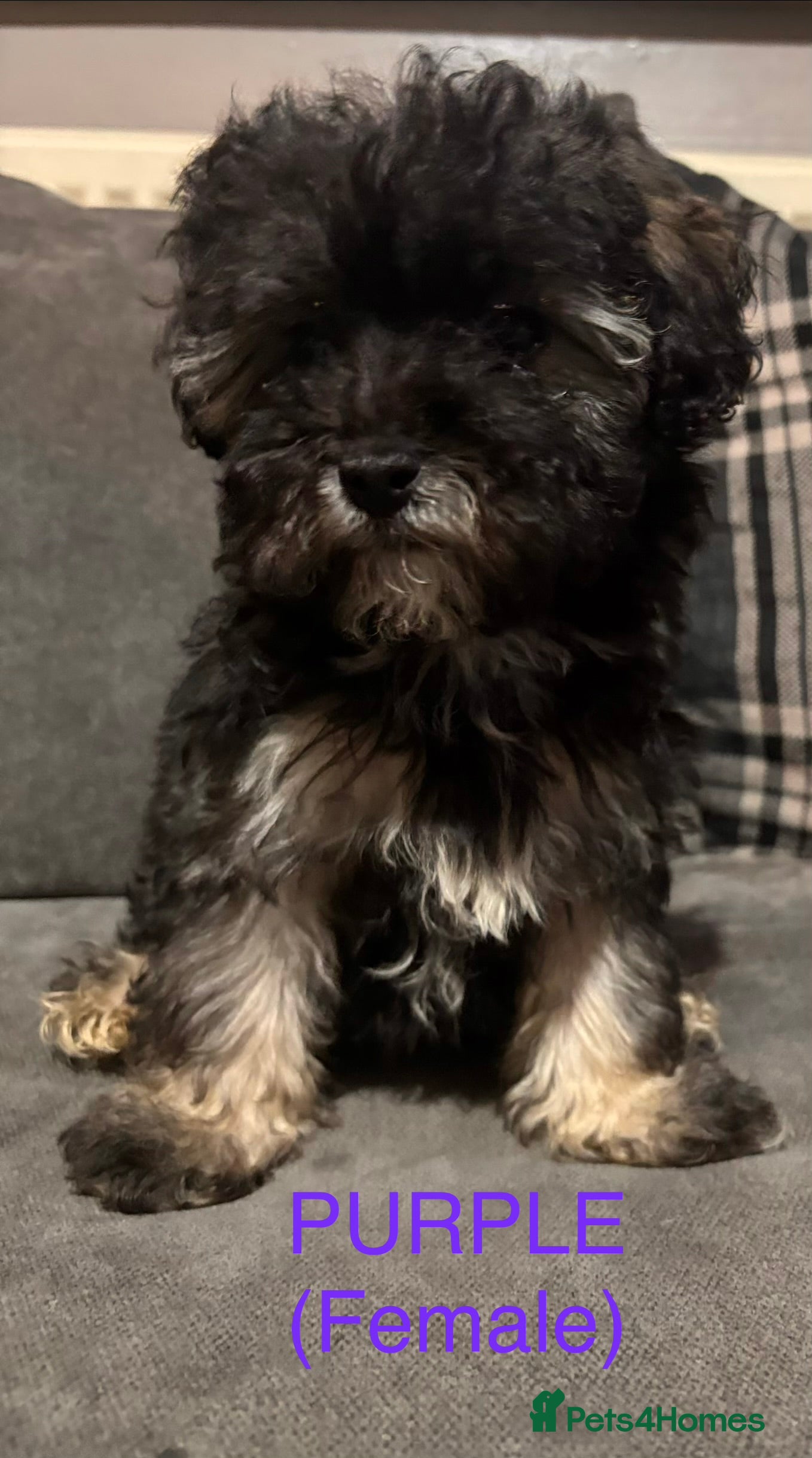 Maltipoo dogs F2 Maltipoo puppies - Advert 1