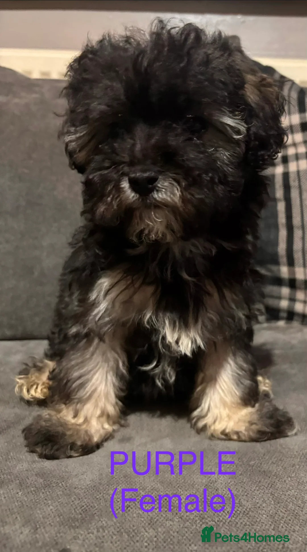 Maltipoo dogs for sale: F2 Maltipoo puppies in Barnsley - Advert 1