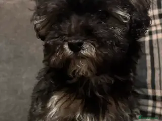 Maltipoo dogs F2 Maltipoo puppies - Advert 1