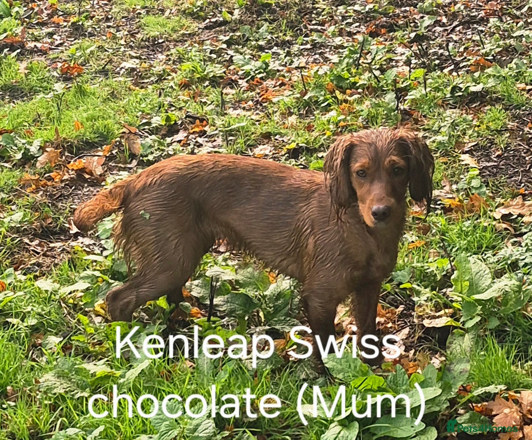 Cocker Spaniel dogs for sale: Gorgeous KC reg red cocker spaniel pups  - Advert 9