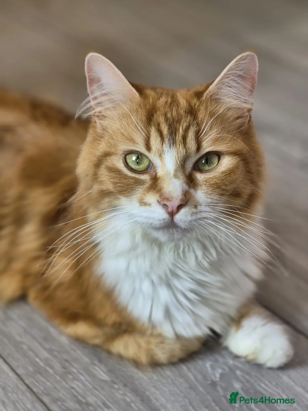 Mixed Breed cats for sale: 6 month kittens for sale - Advert 2