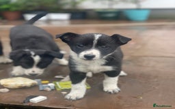 Border Collie dogs for sale: Lovely Border Collie pups available 🩷 - Image 2