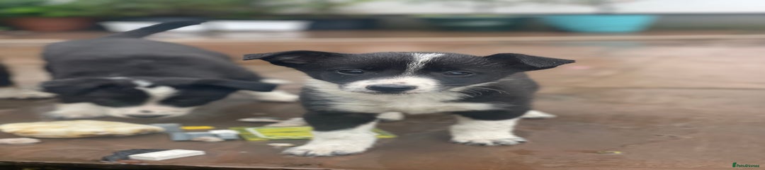 Border Collie Puppy 4