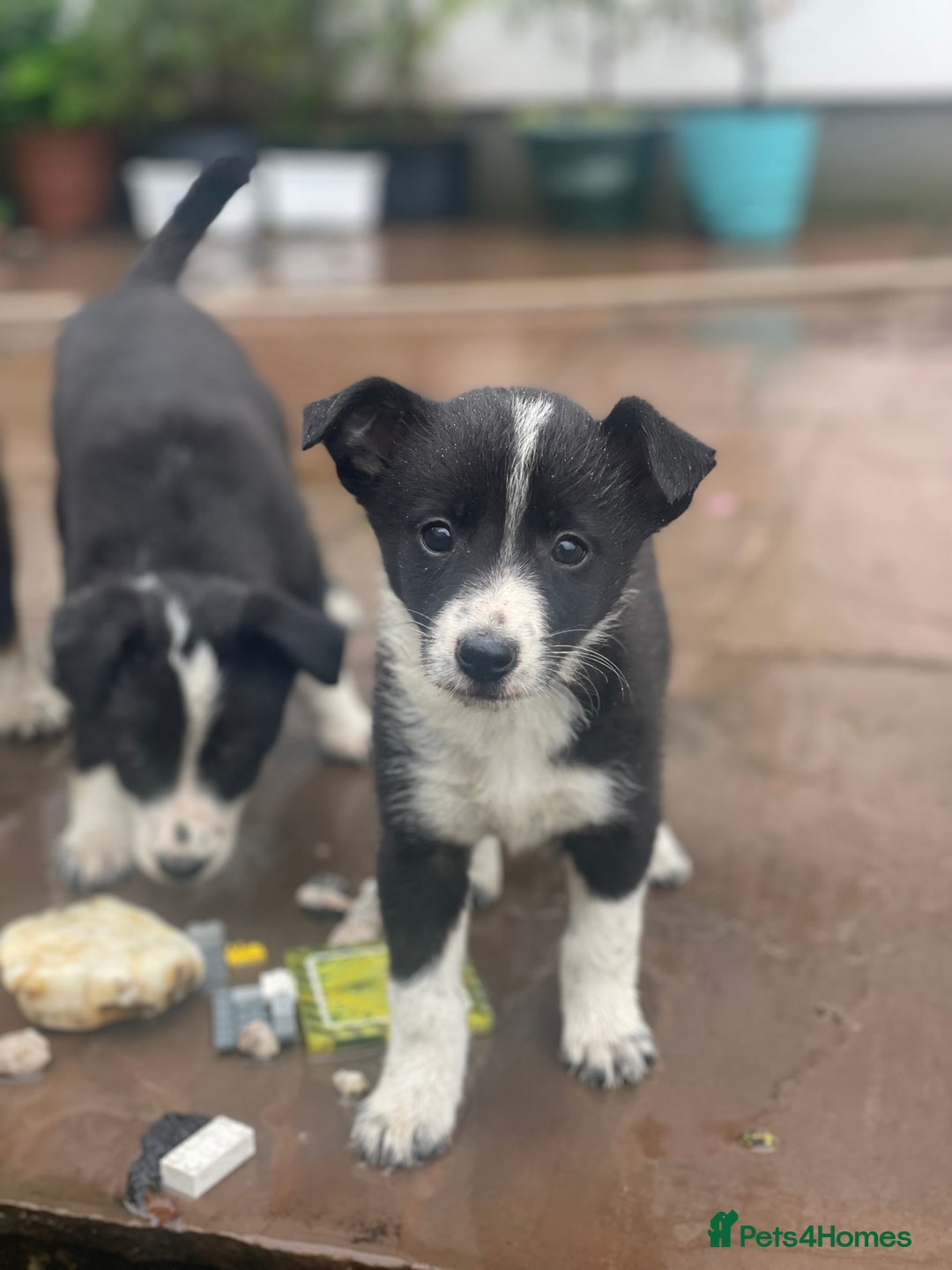 Border Collie dogs for sale: Lovely Border Collie pups available 🩷 - Image 2