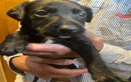 Mixed Breed dogs for sale: 8 puppies available rottweiler x border collie - Image 15