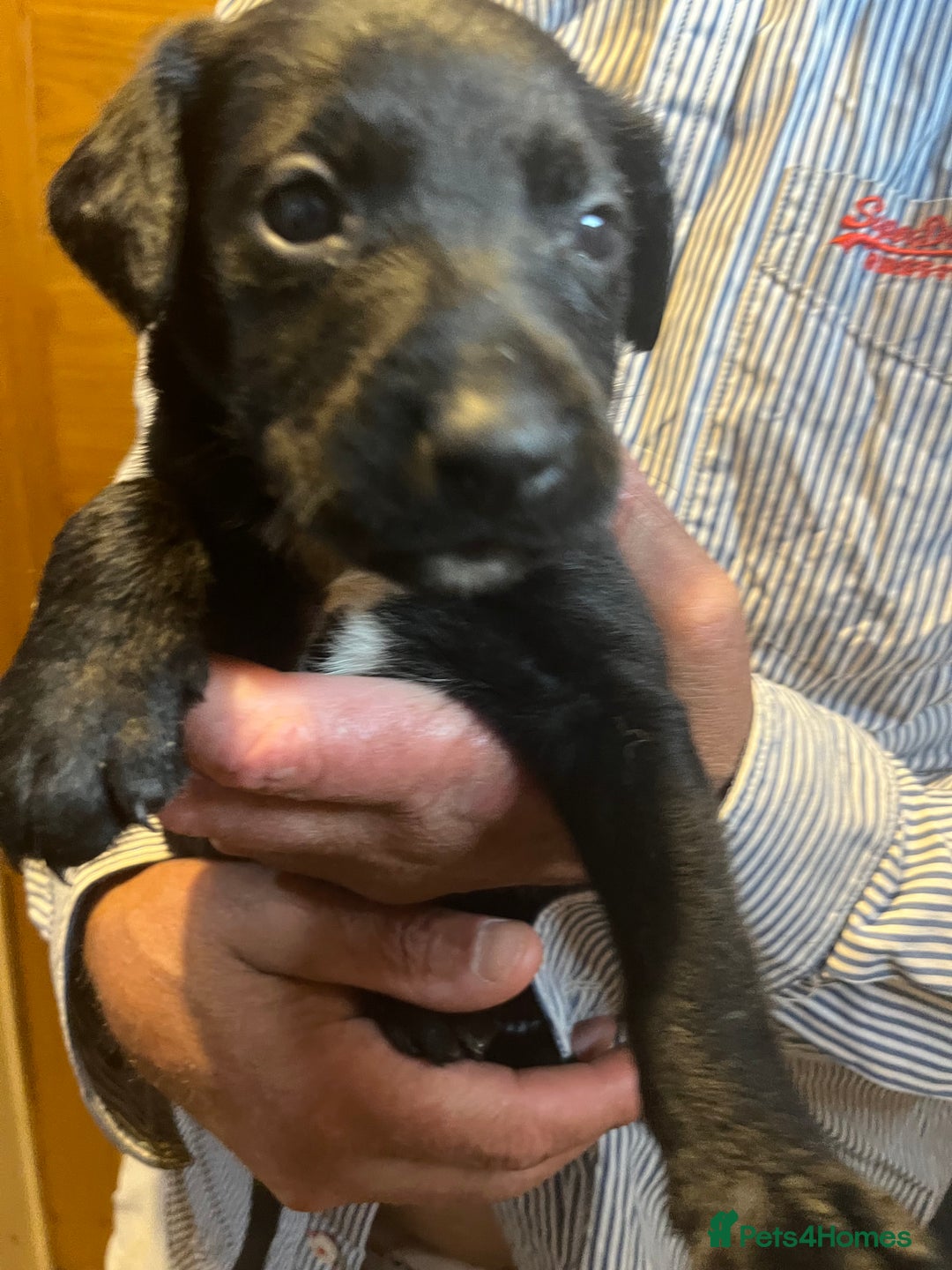 Mixed Breed dogs for sale: 8 puppies available rottweiler x border collie - Image 15