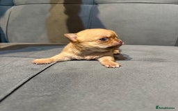 Chihuahua dogs for sale: Smooth coated and apple head chihuahua  - Image 3