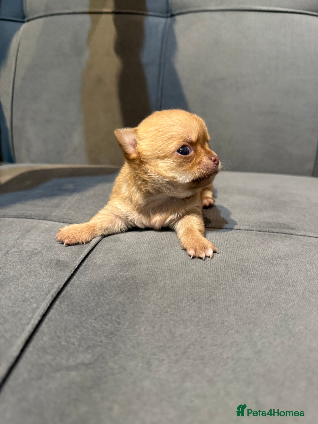 Chihuahua dogs for sale: Smooth coated and apple head chihuahua  - Image 3