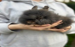 Mini Lion Lop rabbits for sale: Bunny’s !! - Image 3