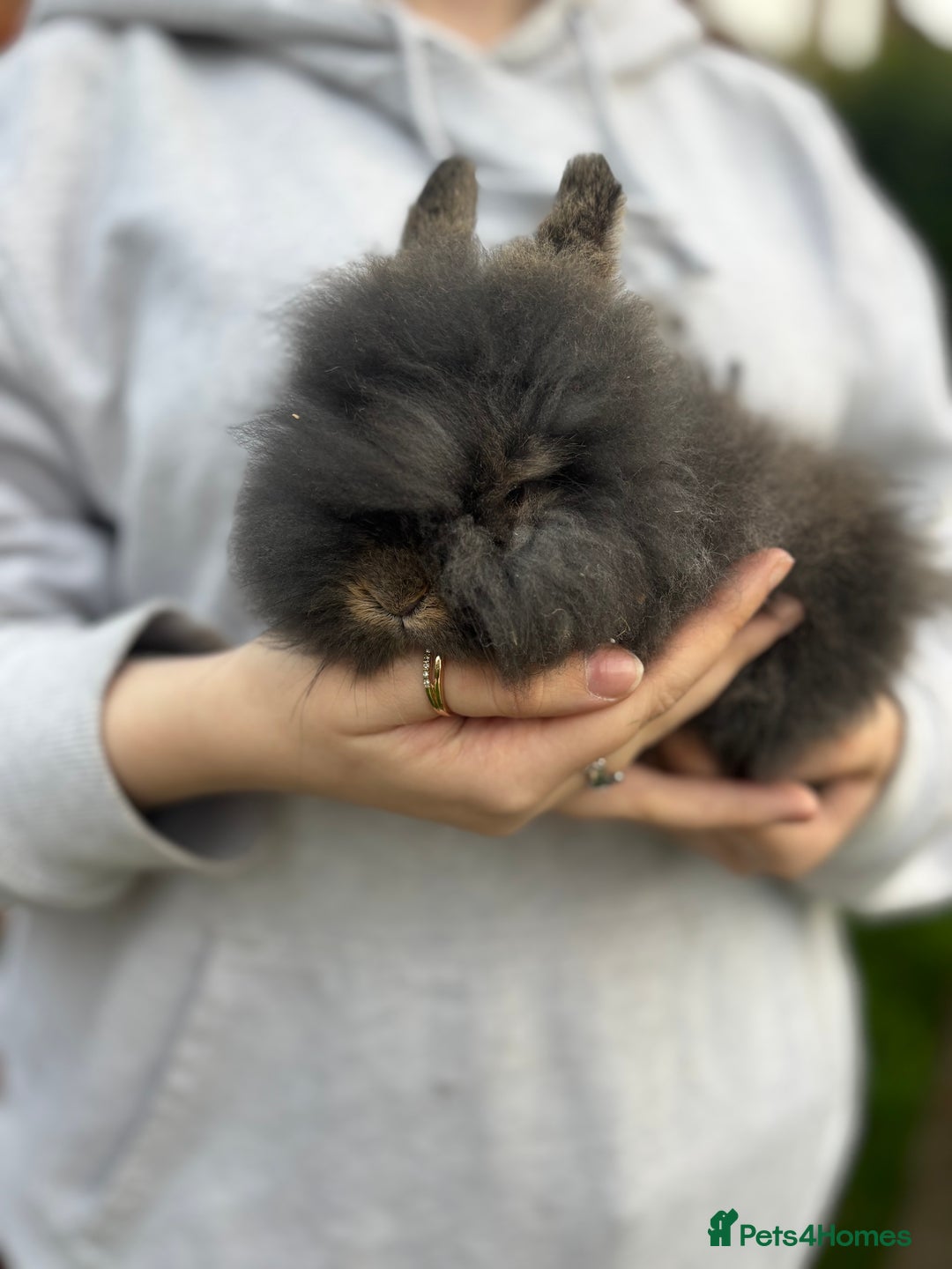 Mini Lion Lop rabbits for sale: Bunny’s !! - Image 3