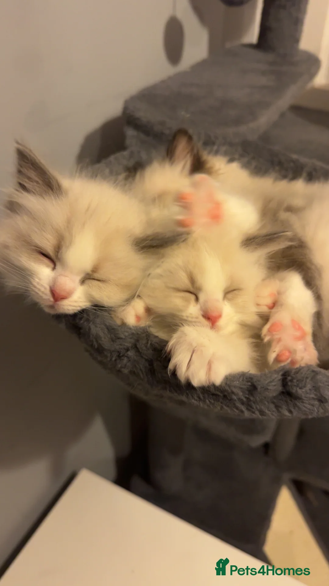 Ragdoll cats for sale: Adorable Pure Breed Ragdoll Kittens ❤️ - Advert 7
