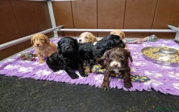Cockapoo dogs for sale: F1 RARE COLOUR HEALTH TESTED COCKAPOOS FOR SALE - Image 10