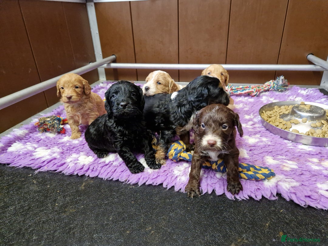 Cockapoo dogs for sale: F1 RARE COLOUR HEALTH TESTED COCKAPOOS FOR SALE - Image 10
