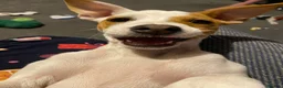 Jack Russell dogs for sale: Jack Russell girl puppy 5 months  in London - Advert 3