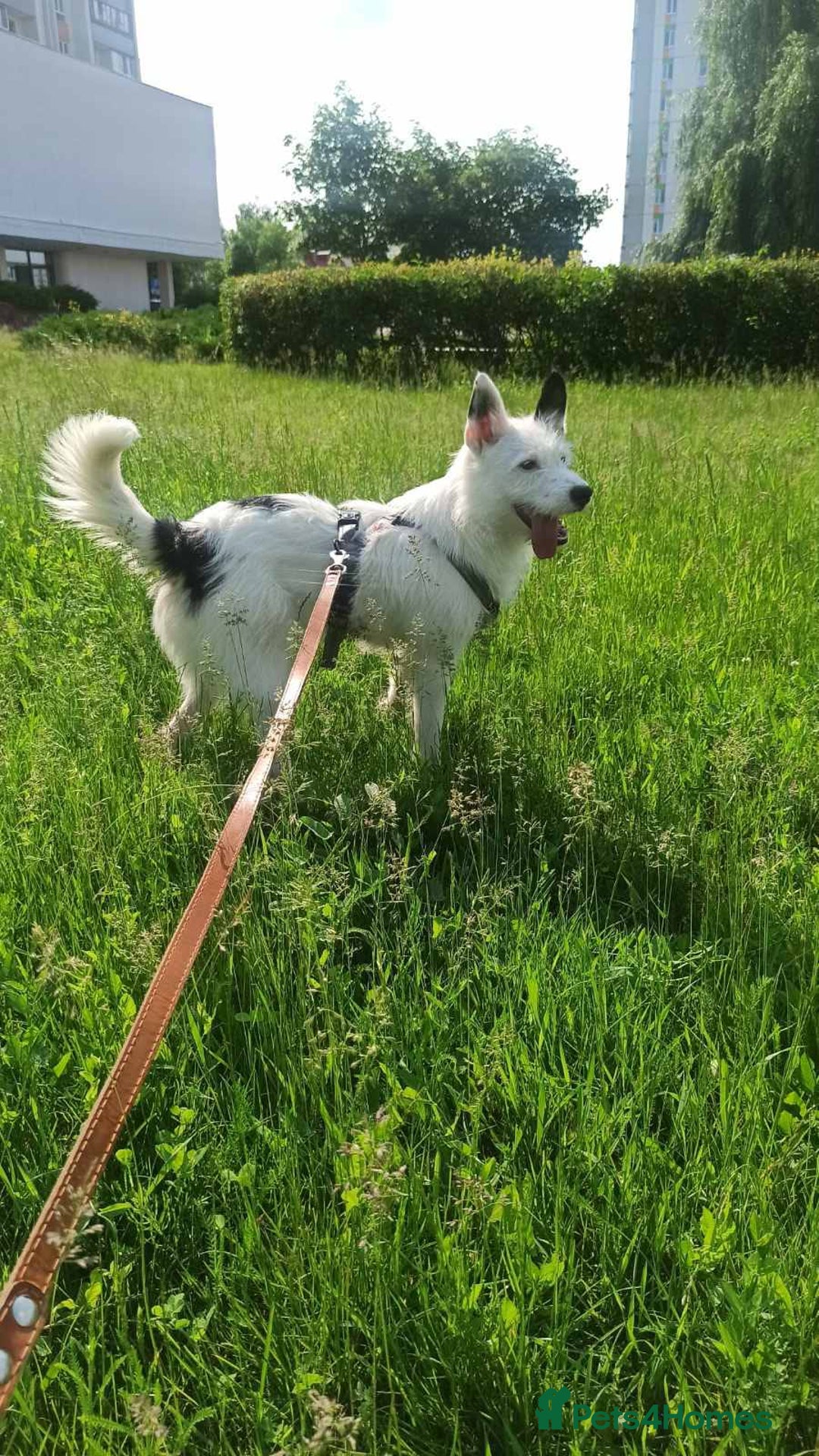 Mixed Breed dogs for adoption: 💖🐶 ATHENA 🐶💖 - Image 20