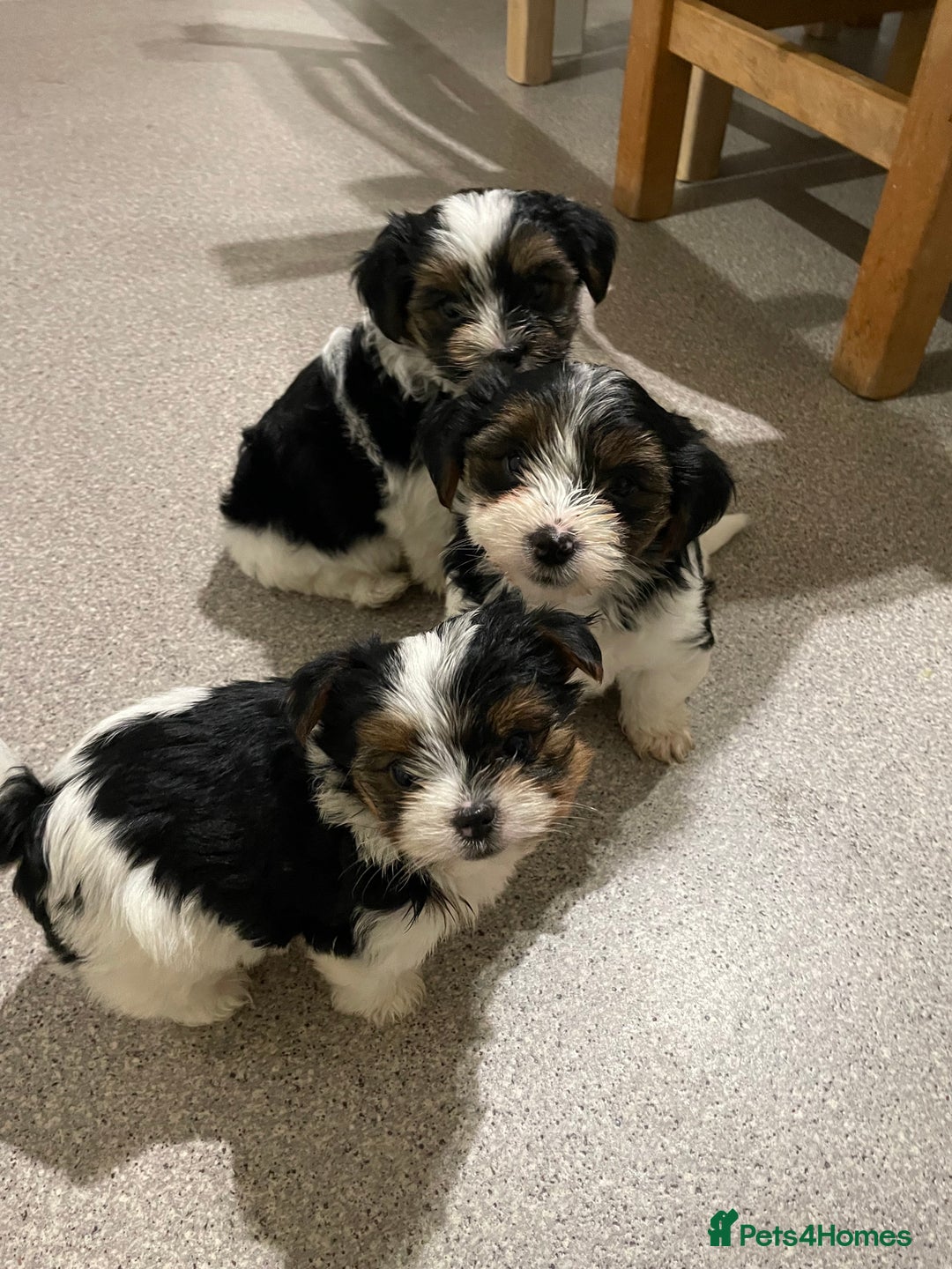 Biewer Terrier dogs for stud: Biewer terrier stud - Advert 17