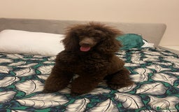 Miniature Poodle dogs for sale: Chesie – From Inter Champion Parents 💖 - Image 1