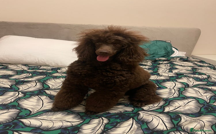 Miniature Poodle dogs - Advert 6