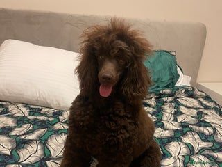 Miniature Poodle dogs - Advert 32