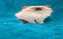 Ragdoll cats for sale: PEDIGREE GCCF REG CHAMPION LINE RAGDOLL KITTENS - Image 28