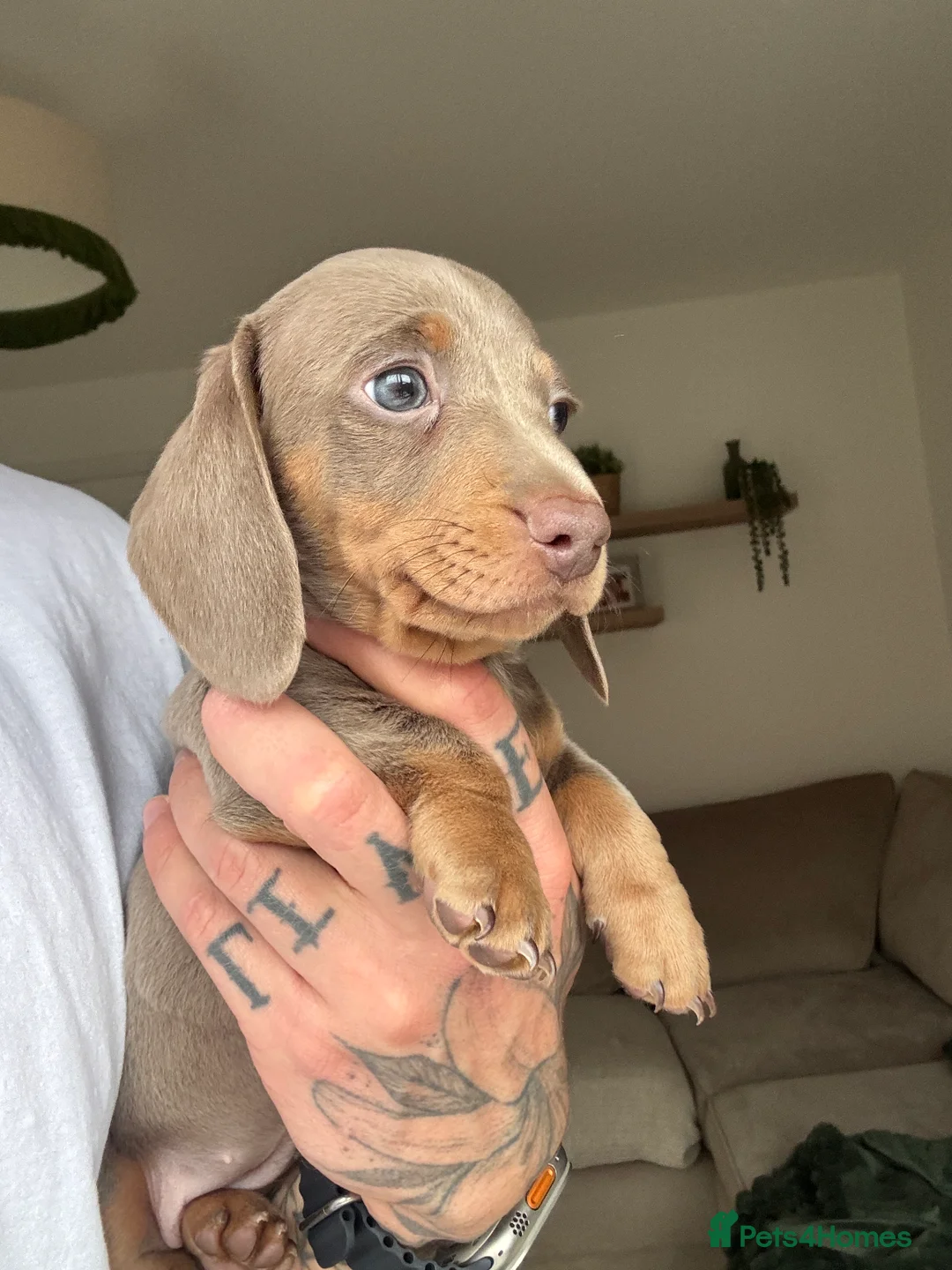 Miniature Dachshund dogs for sale: Beautiful Isabella and Tan Miniature Dachshunds  - Advert 3
