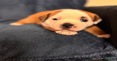 Staffordshire Bull Terrier dogs - Advert 1