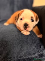 Staffordshire Bull Terrier dogs - Advert 15