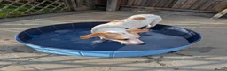 Mixed Breed dogs for adoption: 🌿 Meet Milo – Your Next Adventure Buddy! 🐾 - Advert 5