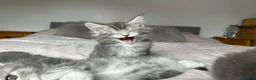 Maine Coon cats for sale: GCCF Blue and Silver Registered Maine Coon Kittens - Advert 4
