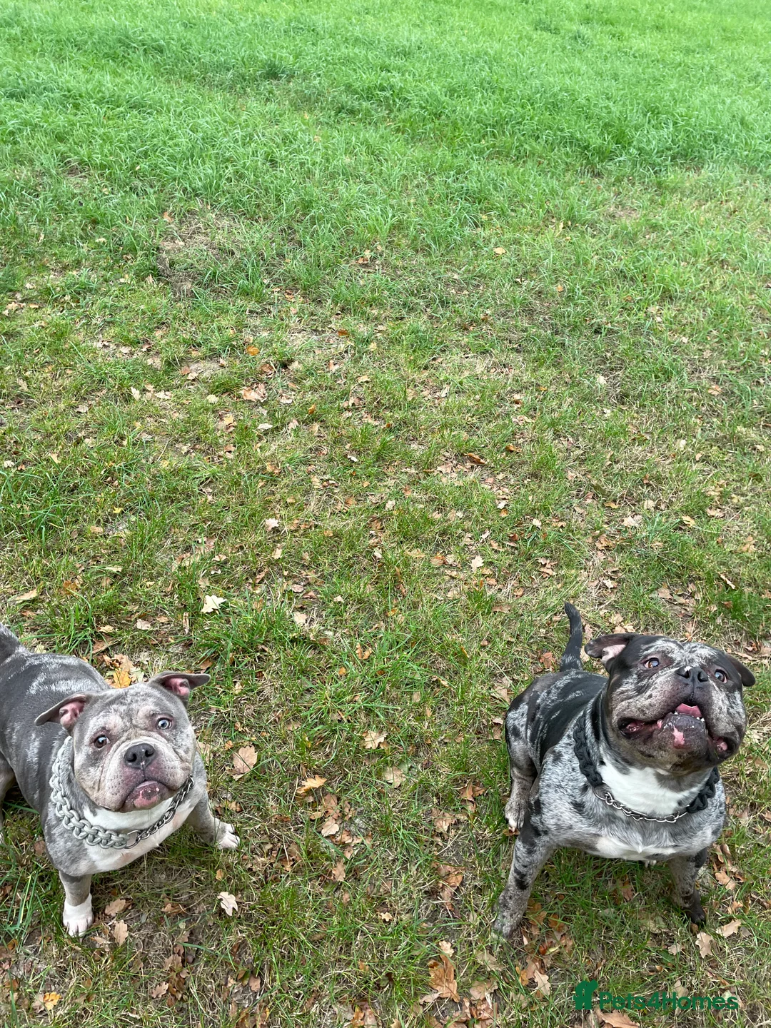 American Bulldog dogs for sale: Rehome 4yr old Boyce & Bella 🙏 - Advert 2