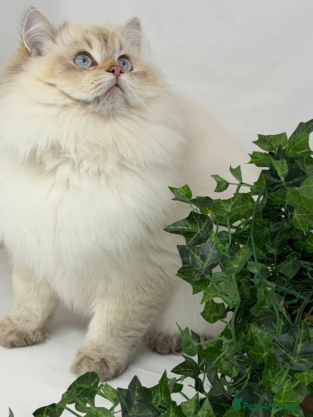 British Longhair cats for sale: Longhair Golden point British Longhair  - Advert 7