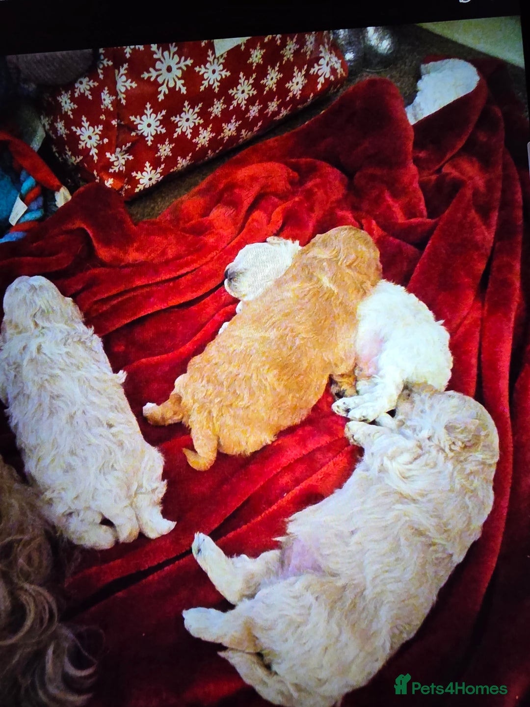 Maltipoo dogs for sale: 🐾 Beautiful Maltipoo Puppies  - Advert 7