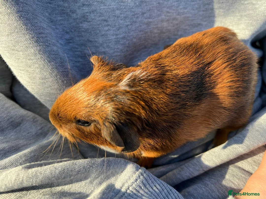Guinea Pig rodents for sale: Baby Guinea pigs. IP39Es - Advert 14