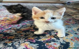 Domestic Shorthair cats for sale: Kitten available now - Image 4